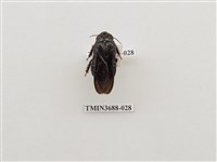 藏品(蜚蠊(1))的圖片
